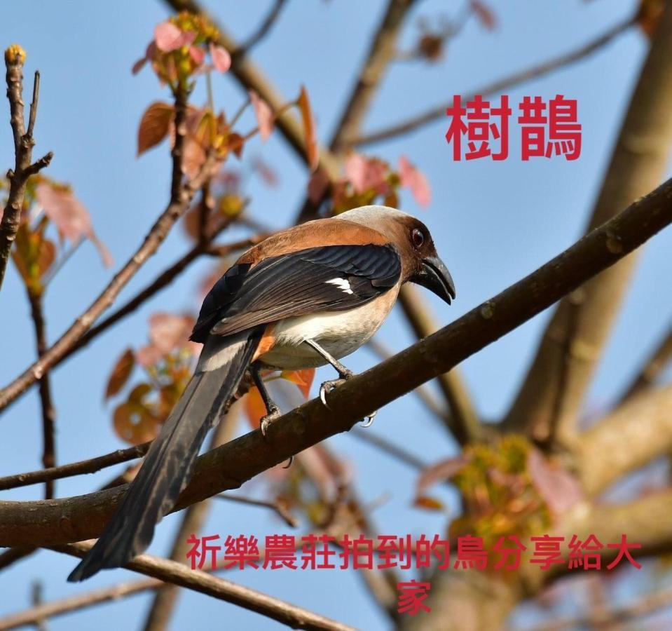 Lala Mountain Homestay‧Cile Farm Hualing Zewnętrze zdjęcie